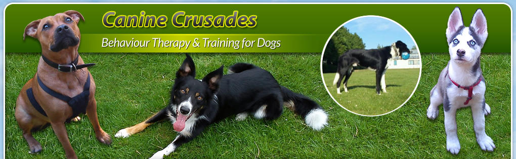 Behaviour Therapy & Training for Dogs